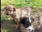 Arion sucht ein passendes Zuhause